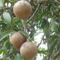 Sapota